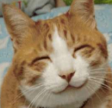 grinningcat142