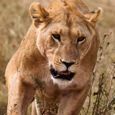 jaideepl