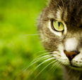 BigFatCat