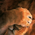 Darklion21