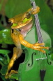 berkleebassist
