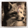 Fixiefox
