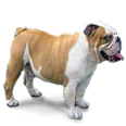 holydog