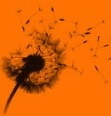 Pusteblume