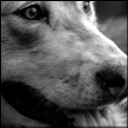 DCWolfie