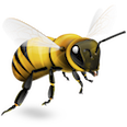 buzzasus