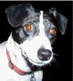 ratdog