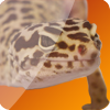 GRMrGecko