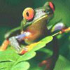 froggy