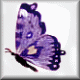 butterflyc