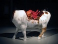 TheButcher