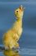 craigduck