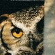 hibou