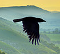 ravenlp