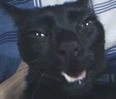 frigginjoe