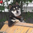 Kocur