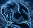 TheCrone