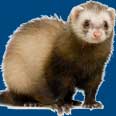 ferret