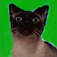 catzmeow2