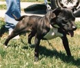 BullBoyKennels