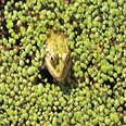 Bharel
