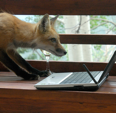 cypherfox
