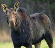 TheMooseIsLoose