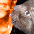 dangr