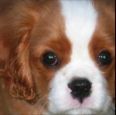 cooper_mac