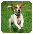 Canisreevus