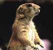 LordGroundhog
