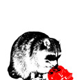 billykzov